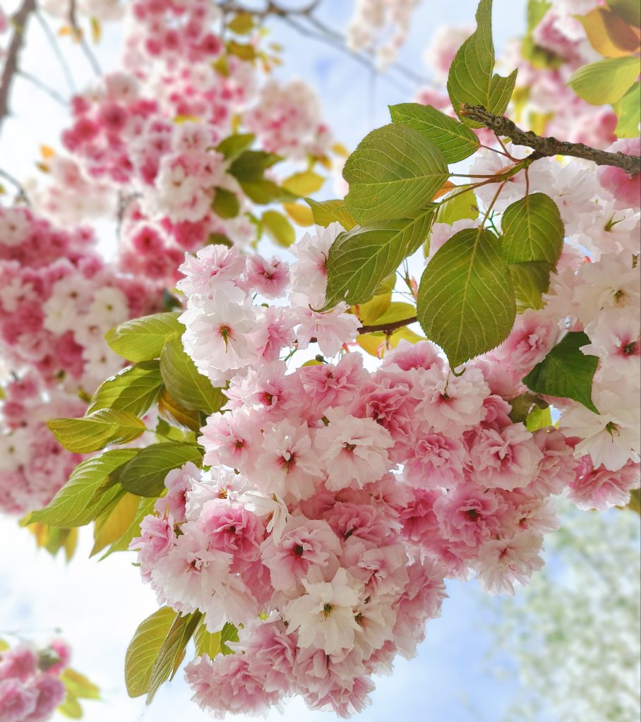 Close up of cherry blossom