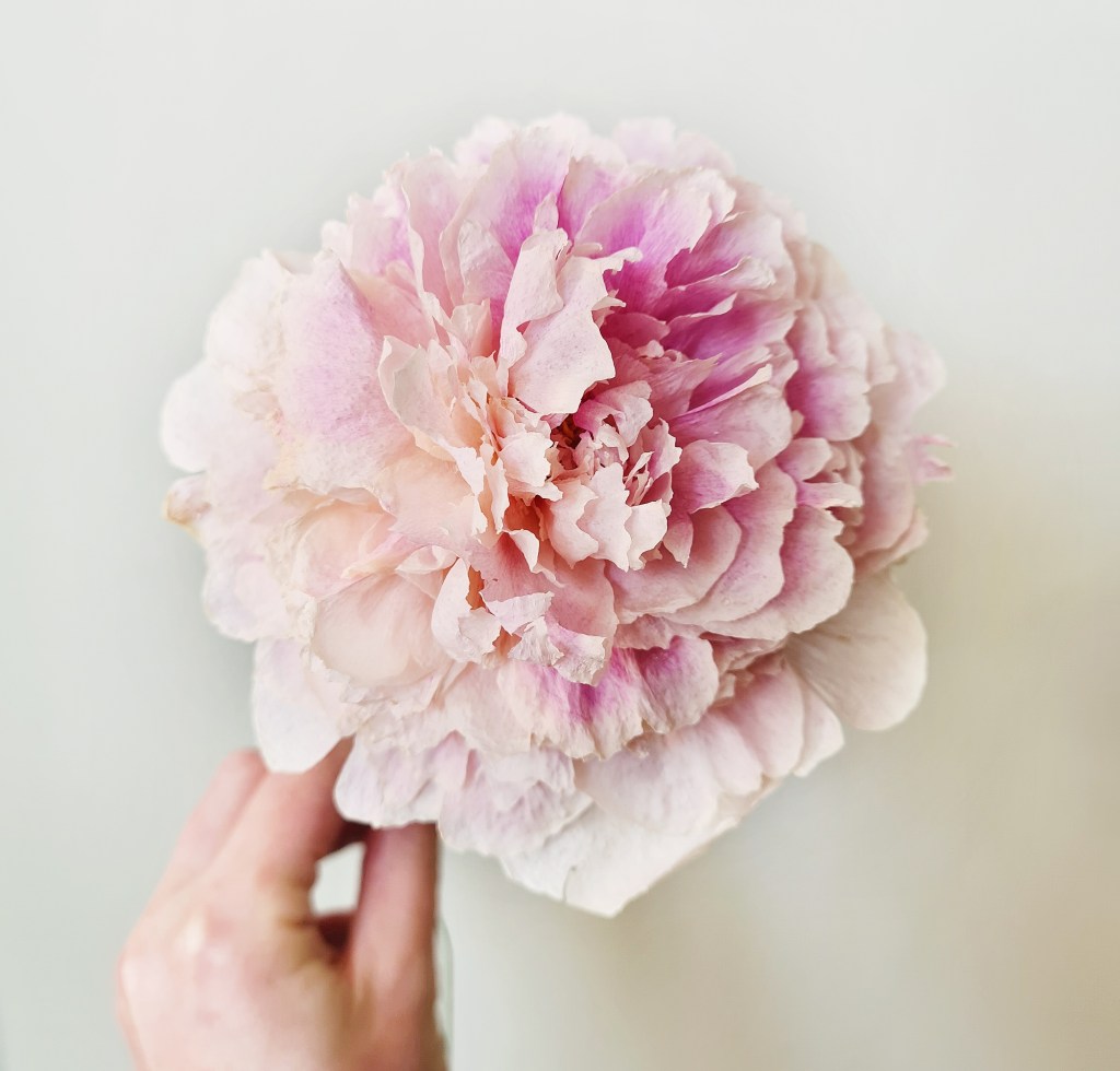 Silica dried peony that looks like a fresh flower