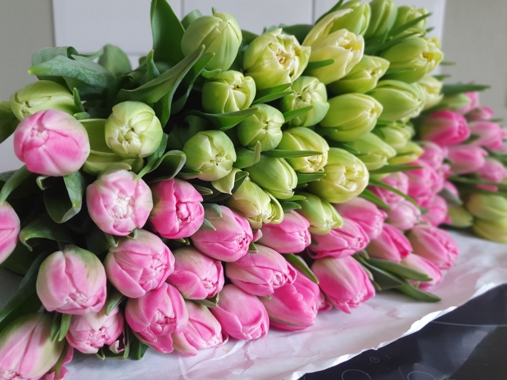Green and white tulips