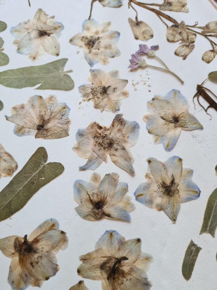 Pressed delphinium flowers