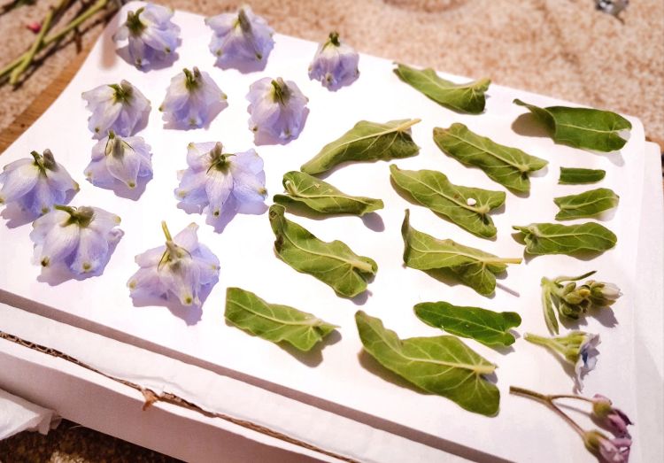 Delphinium flowers in the flower press