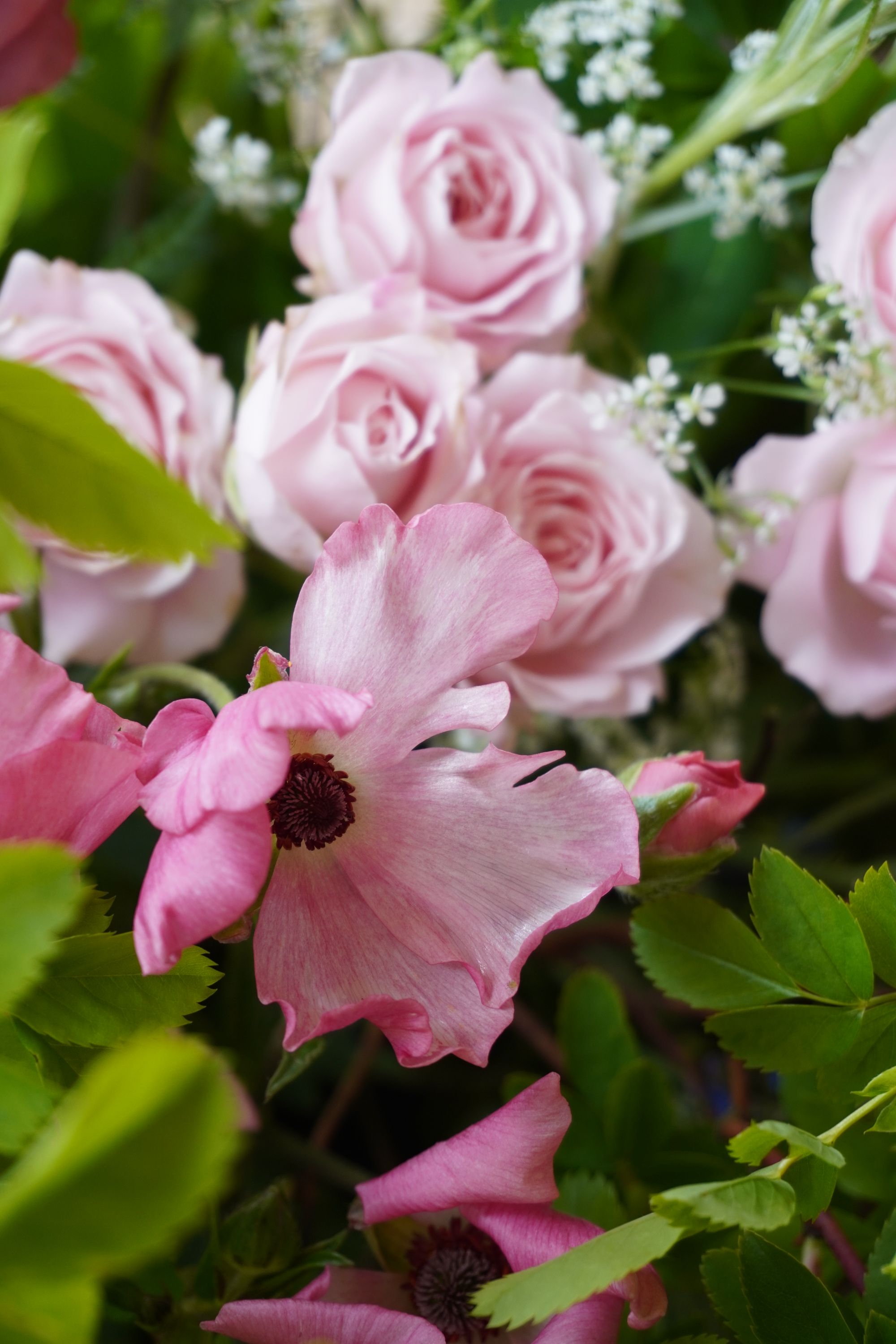Close up of pink spray roses